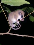 Image of Robinson's Mouse Opossum