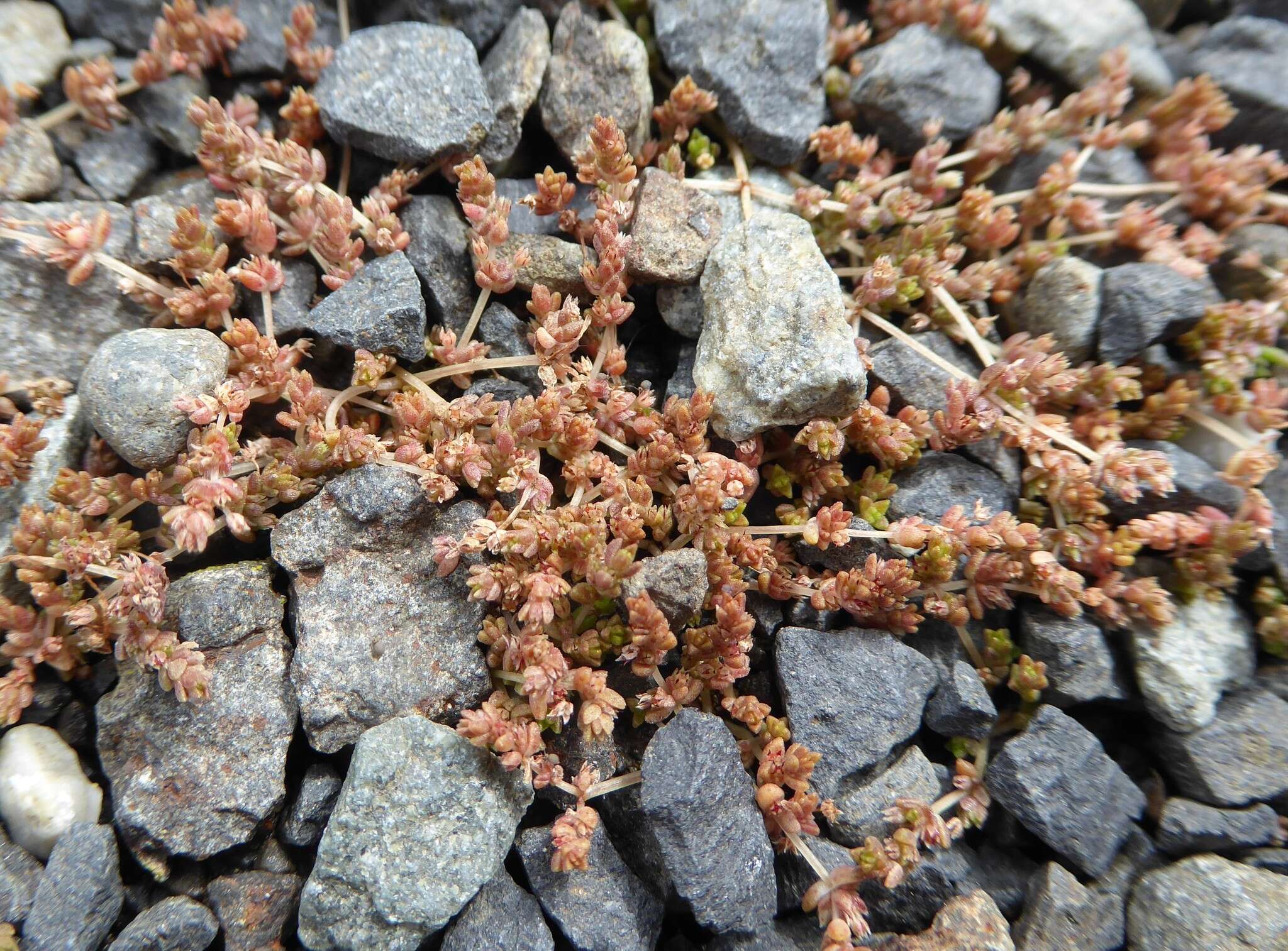 Image of Crassula mataikona A. P. Druce