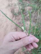 Image of Indian goosegrass