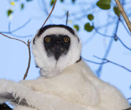 Image of Verreaux's Sifaka