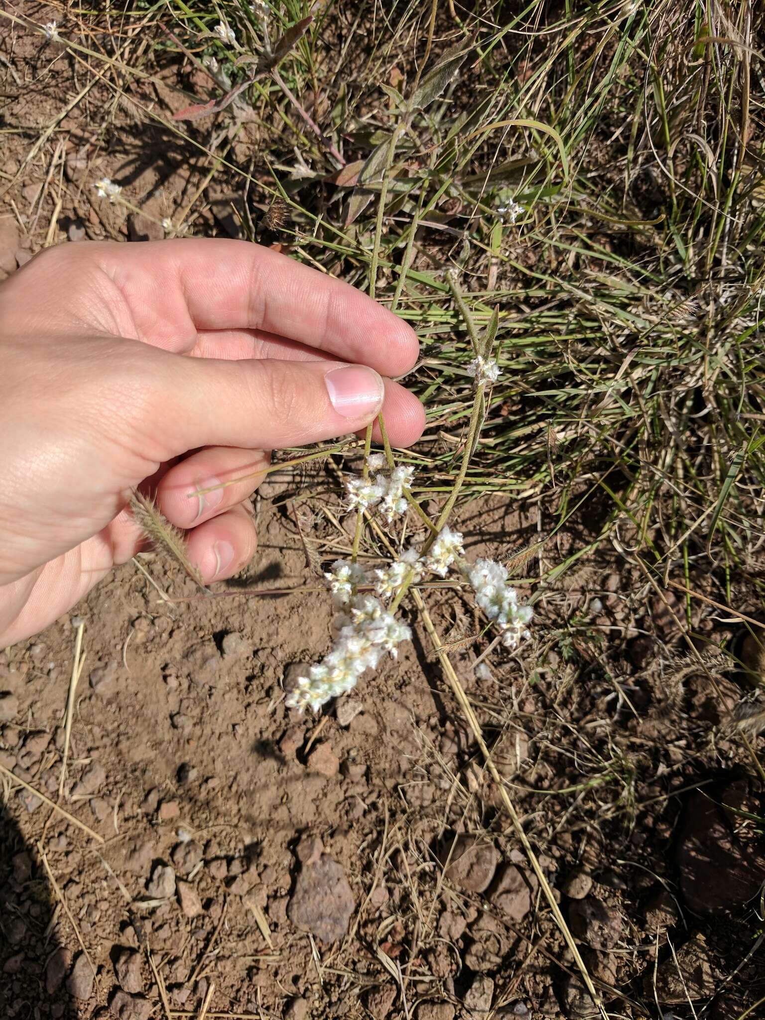 Image of slender snakecotton