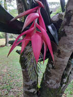 Image of Billbergia alfonsi-joannis Reitz