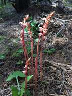 Image of Striped coralroot