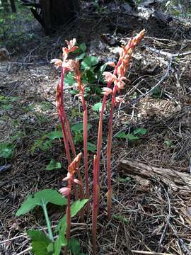 Image of Striped coralroot