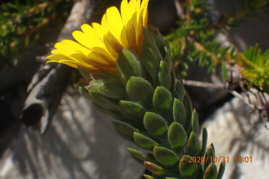 Image of Oedera calycina subsp. calycina