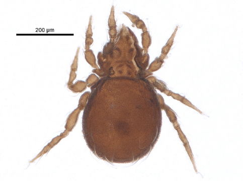 Image of Eremobelba