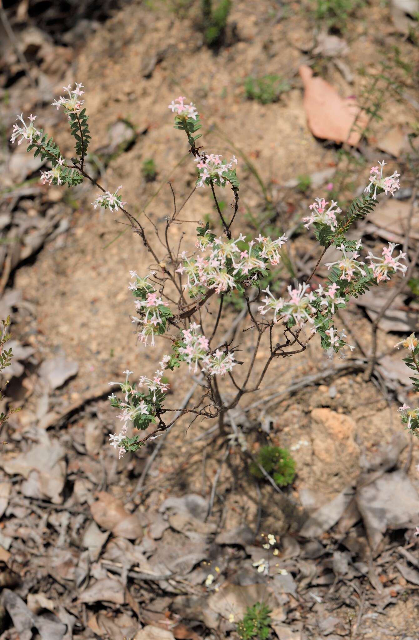 Image de Pimelea preissii Meissn.