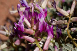 Imagem de Astragalus crassicarpus var. cavus Barneby