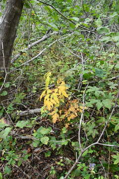 Image of Angelica czernaevia (Fisch. & C. A. Mey.) Kitag.