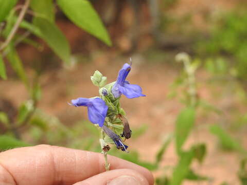 Image of Salvia retinervia Briq.