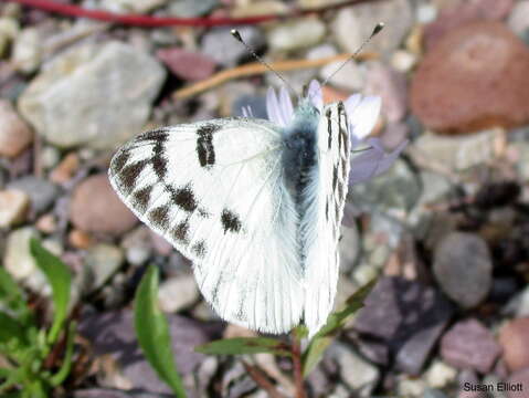 Image of Checkered White