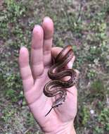 Image of Godman's Garter Snake