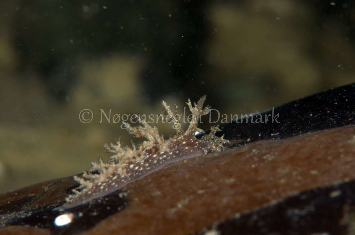 Image of bushy-backed nudibranch