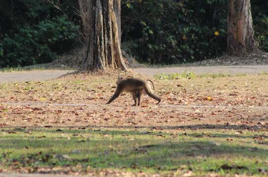 Image of Northern Pig-tailed Macaque