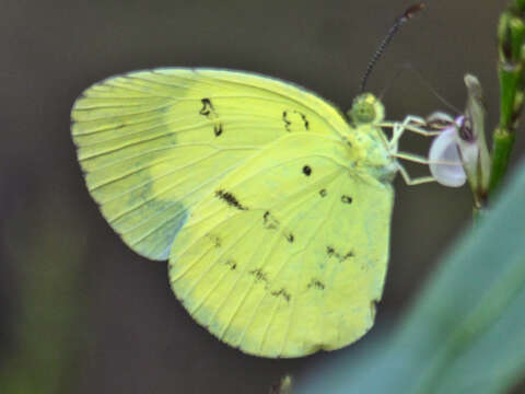 Image of Eurema ada (Distant & Pryer 1887)