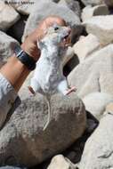 Image of Desert Woodrat