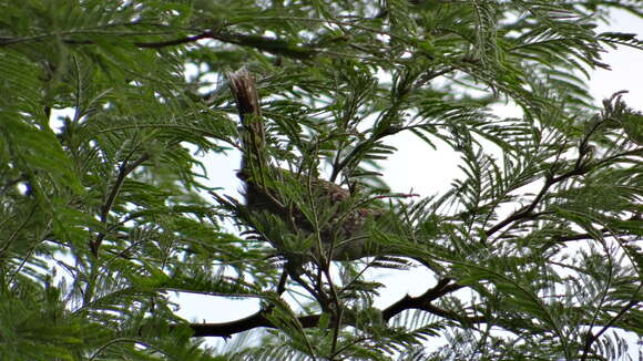 Image of <i>Campylorhynchus <i>rufinucha</i></i> rufinucha