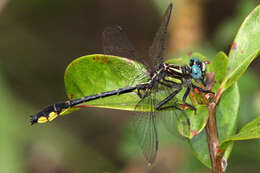 Image of Twin-striped Clubtail