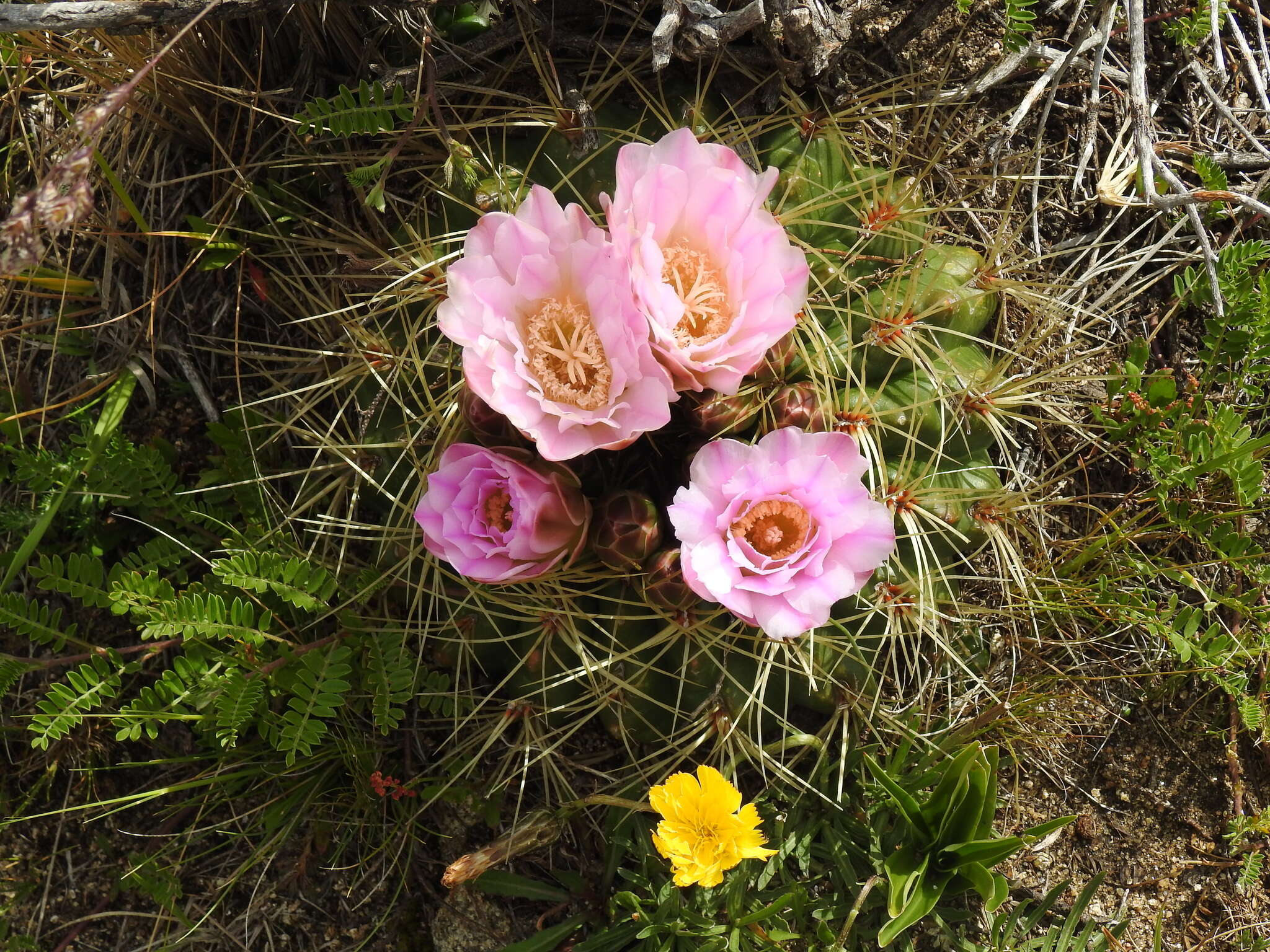 Image of Gymnocalycium monvillei subsp. monvillei