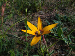 Image of Pauridia canaliculata (Garside) Snijman & Kocyan