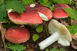 Image of Russula rubra (Fr.) Fr. 1838