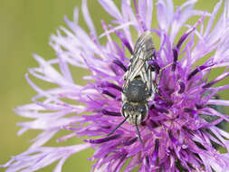 Image of Coelioxys conoideus (Illiger 1806)