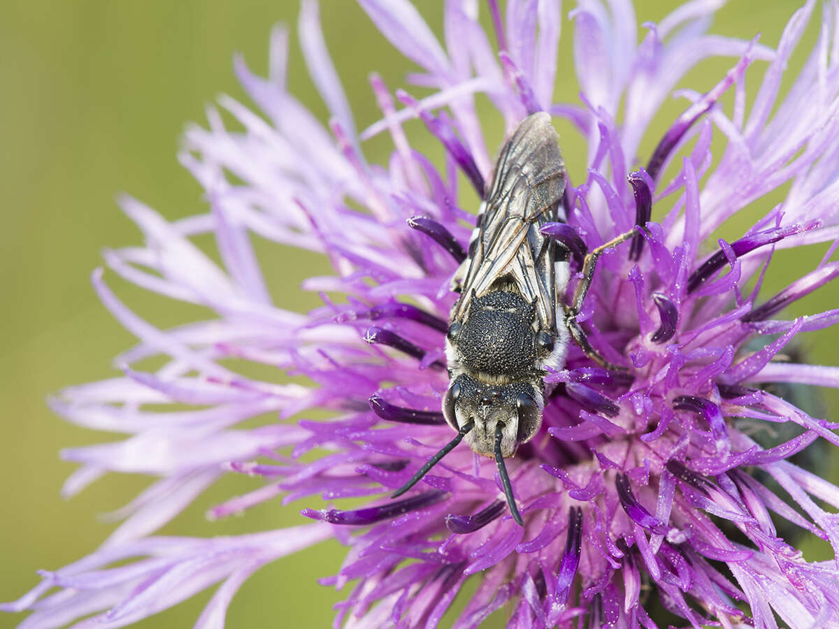 Image of Coelioxys conoideus (Illiger 1806)