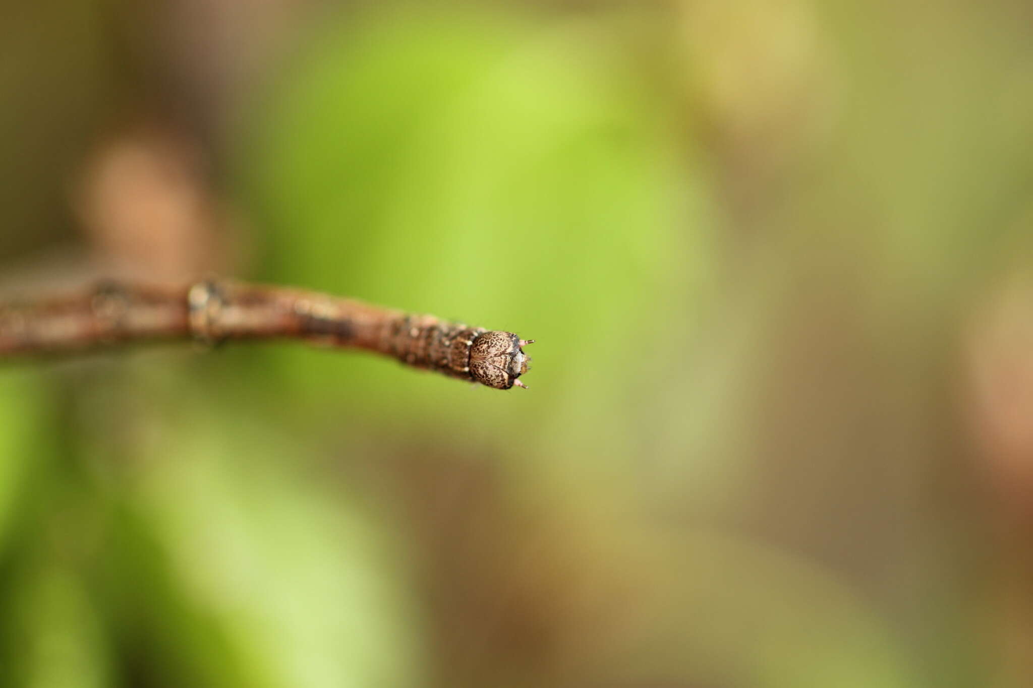 Image of large thorn