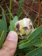 Image of Protea gaguedi J. F. Gmel.