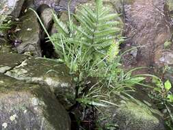 Image of Pteris ryukyuensis Tag.