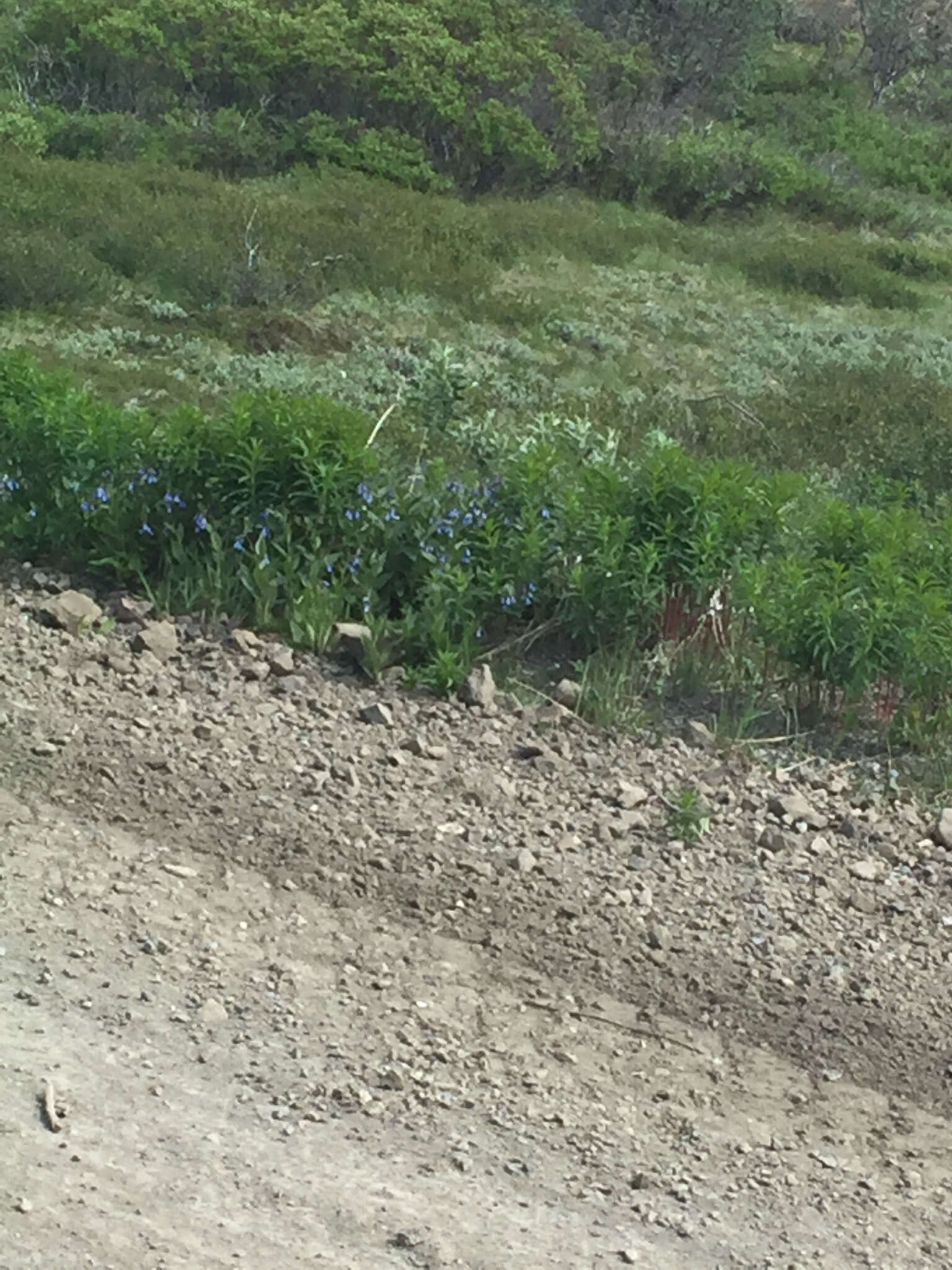 Image of tall bluebells