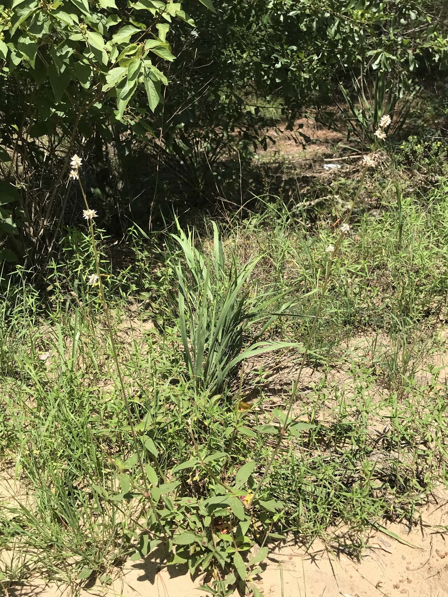 Image of plains snakecotton