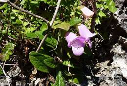 Imagem de Digitalis minor L.