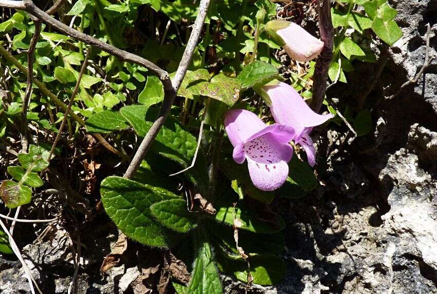 Imagem de Digitalis minor L.