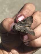 Image of Married Underwing