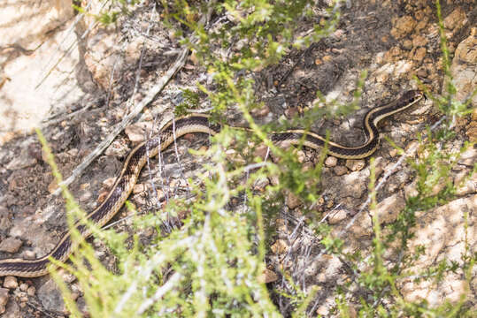 Image of Salvadora hexalepis virgultea Bogert 1936