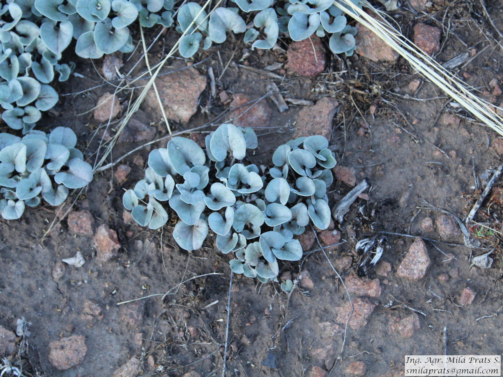 Plancia ëd Dichondra sericea Sw.