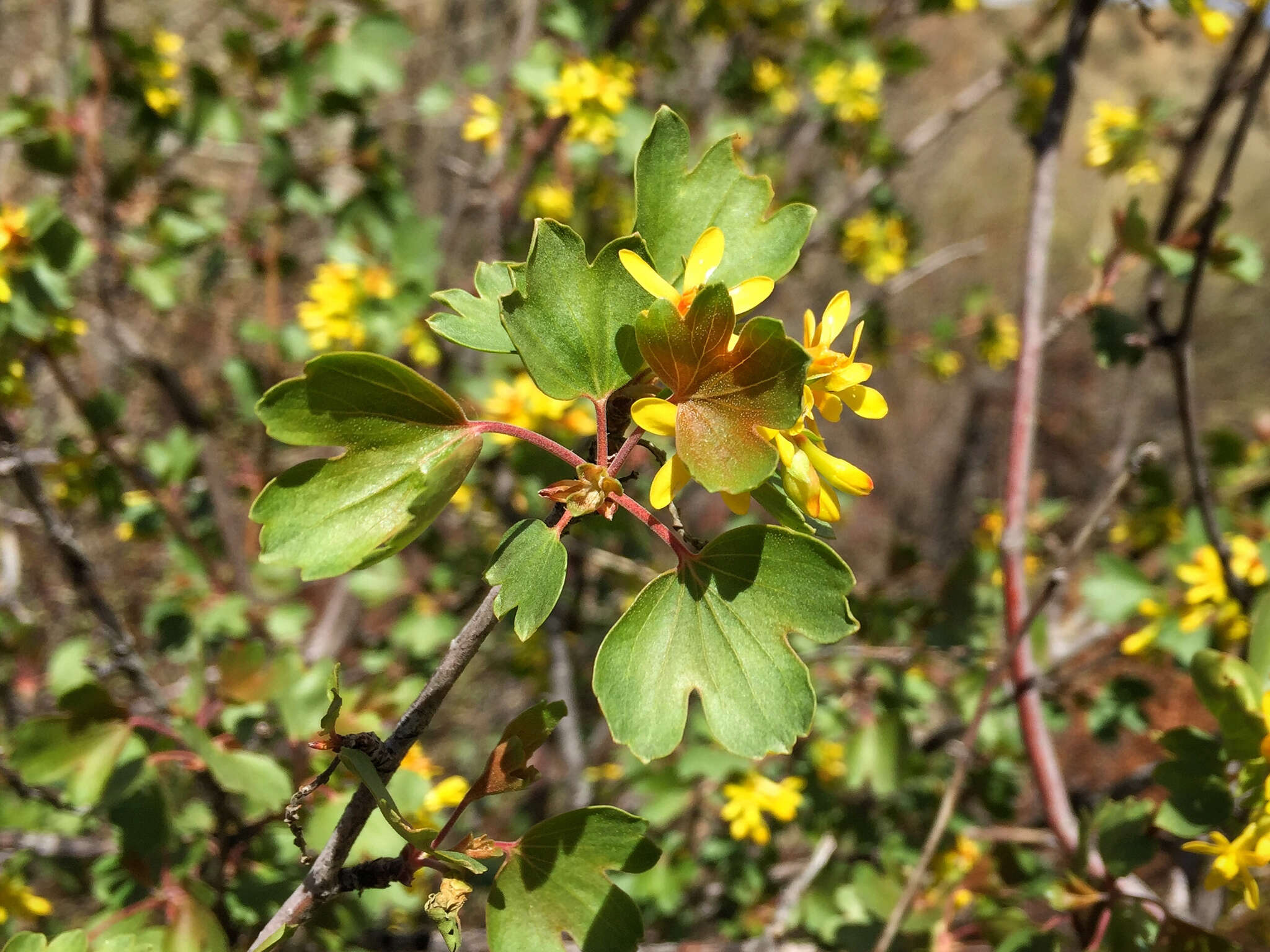 Image of golden currant