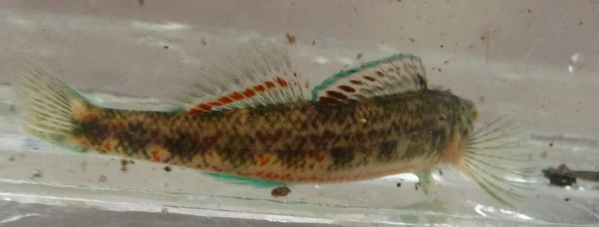 Etheostoma ramseyi Suttkus & Bailey 1994的圖片