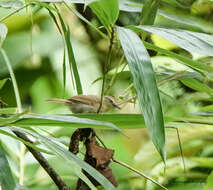 Image of Pin-striped Tit-Babbler