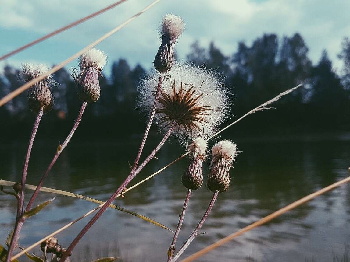 Imagem de Cirsium palustre (L.) Scop.