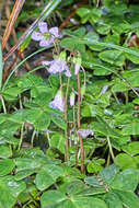 Image of Oxalis dimidiata J. D. Smith