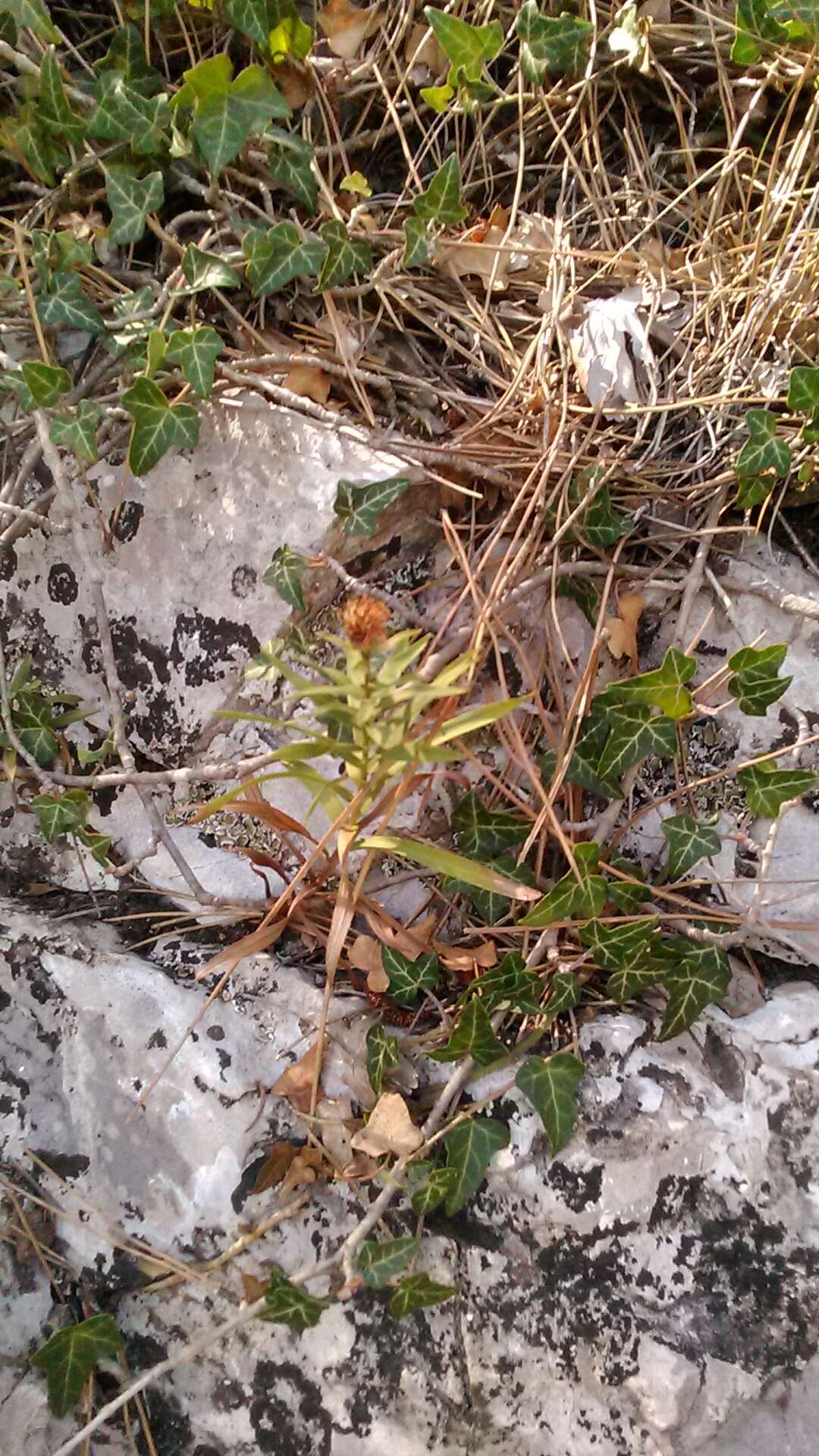 Image of Pentanema ensifolium (L.) D. Gut. Larr., Santos-Vicente, Anderb., E. Rico & M. M. Mart. Ort.