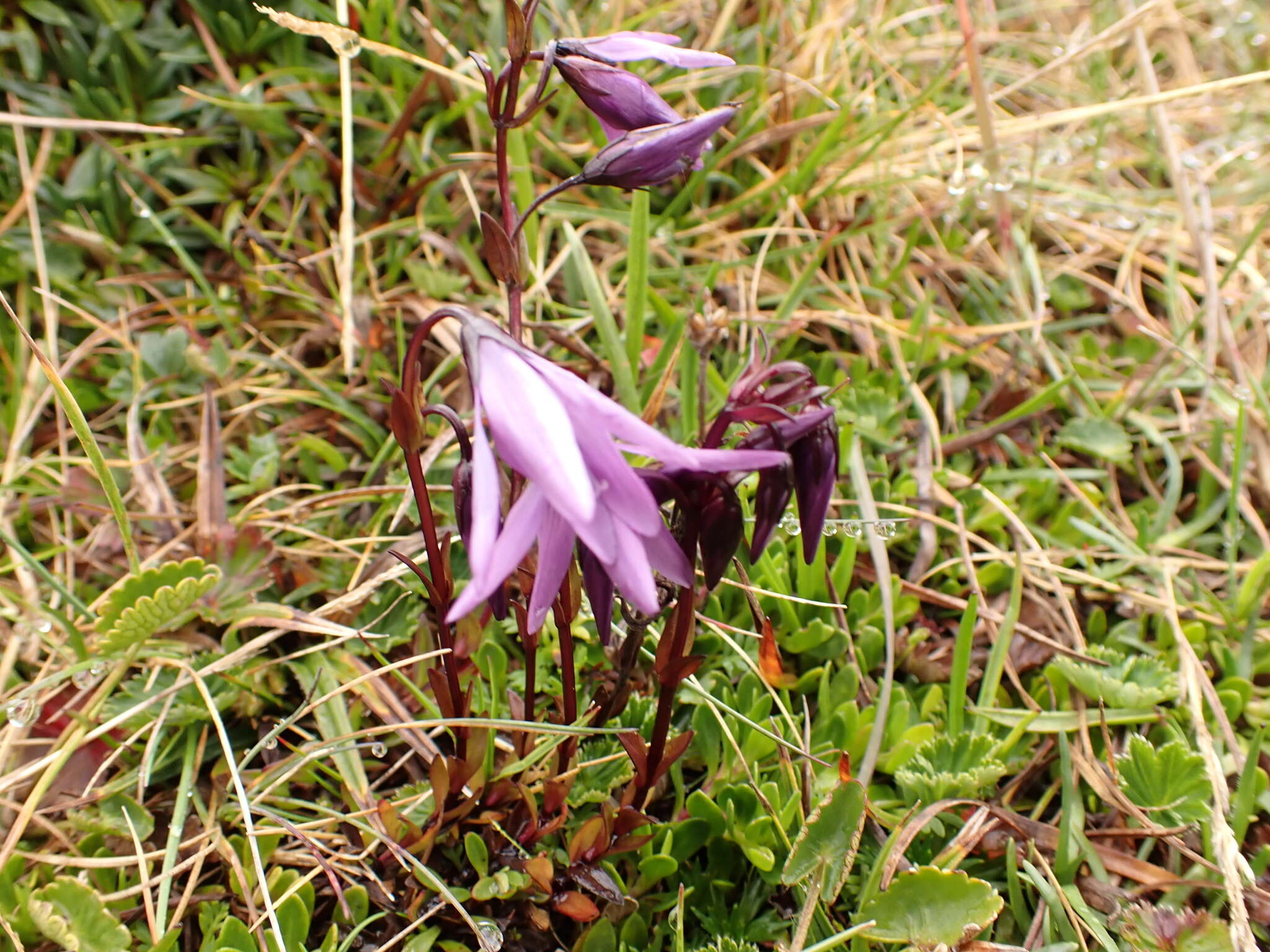 Image of Gentianella rapunculoides (Willd. ex Schultes) J. S. Pringle