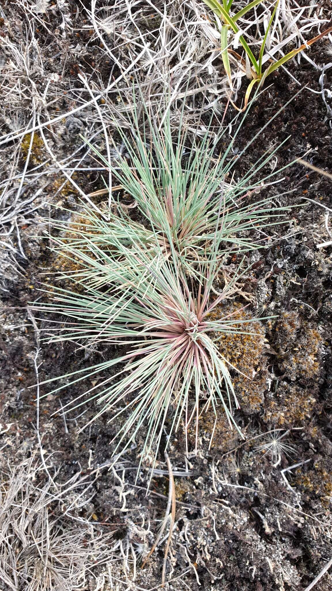 Image of clubawn grass