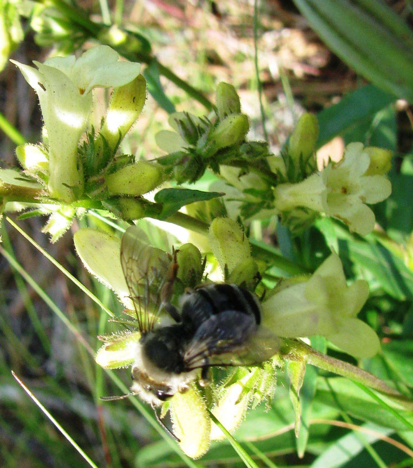 Image of sulphur penstemon