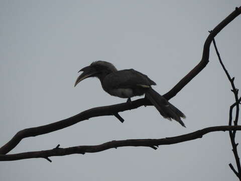 Image of Indian Grey Hornbill