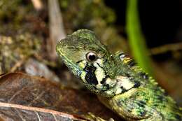 Image of Harlequin racerunner