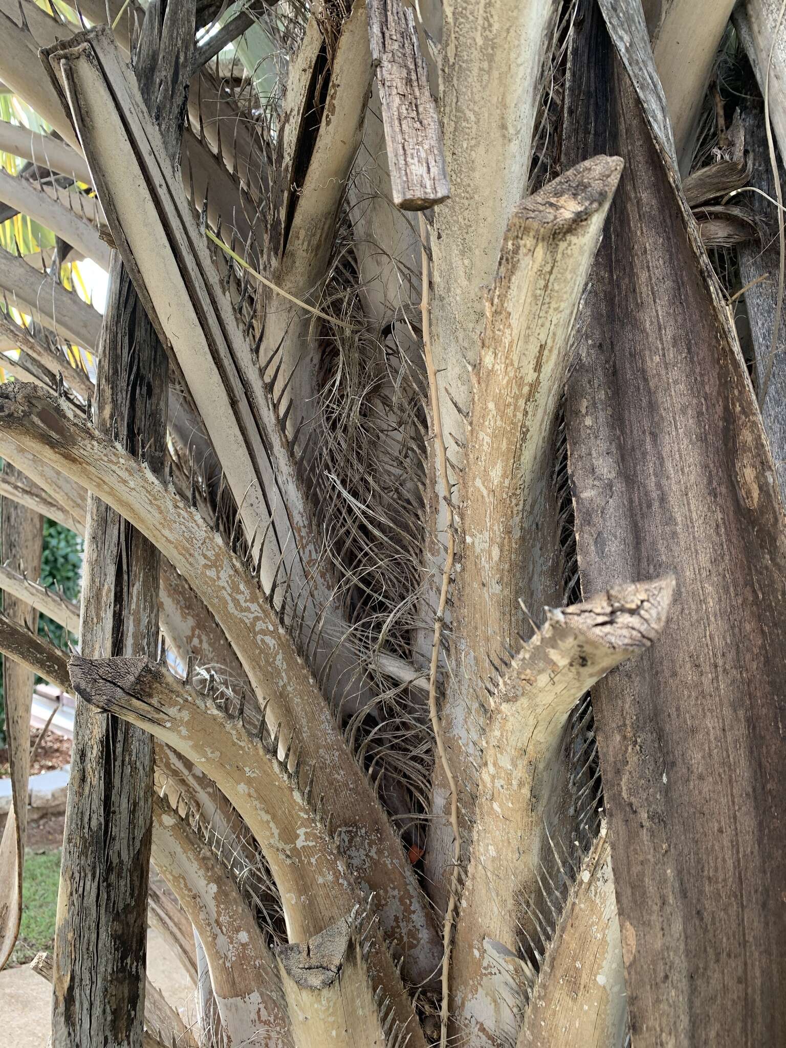 Image of South American jelly palm