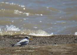 Sternula superciliaris (Vieillot 1819) resmi